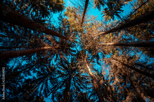 A view of tree crowns during the autumn day in the middle of a deep forest full of colors