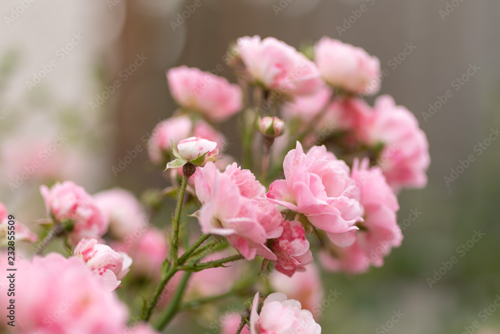 Rosa Blumenstrauß mit schönem Bokeh Rosa Blumenstrauß mit schönem Bokeh