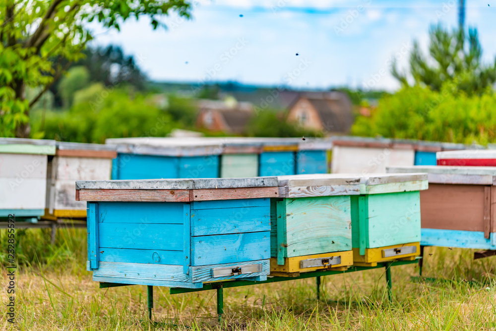 Colorful beehives in the bee-garden in Ukrainian village. Rows of colourful hive stand in the garden in the summer Colorful beehives in the bee-garden in Ukrainian village. Rows of colourful hive stand in the garden in the summer