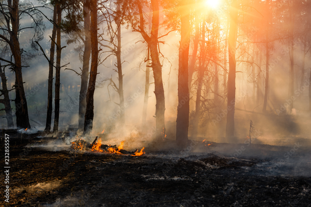 Forest fire. Burned trees after forest fires and lots of smoke. Forest fire. Burned trees after forest fires and lots of smoke.