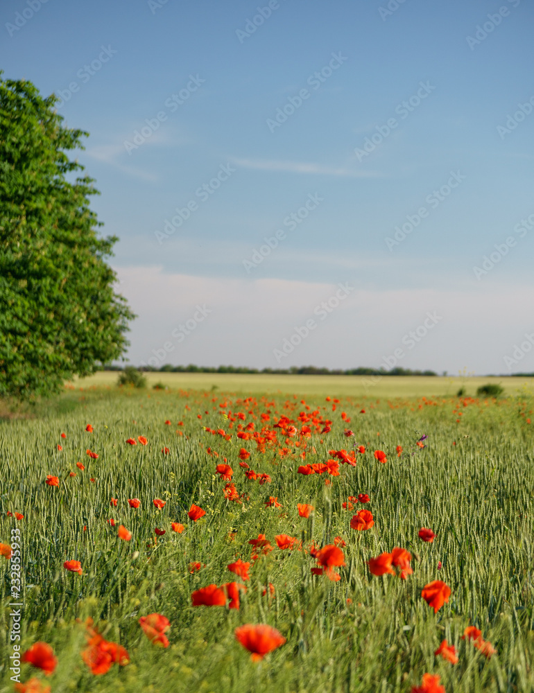 Poppy field. Wild poppy, red poppy. Unusual flowers. Red poppy flowers in the field.