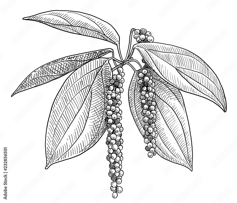 Black pepper plant illustration, drawing, engraving, ink, line art