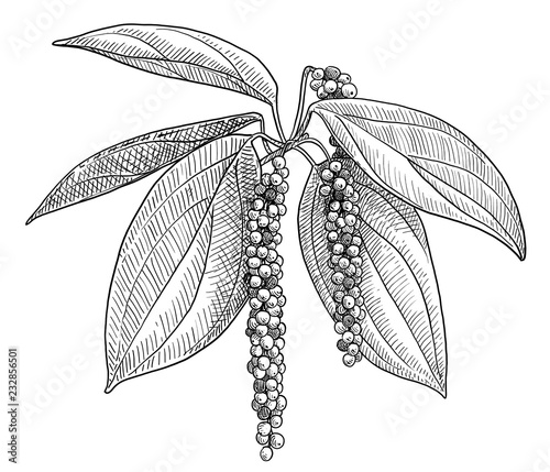 Black pepper plant illustration, drawing, engraving, ink, line art, vector