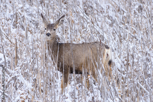 Fototapeta Naklejka Na Ścianę i Meble -  Mule Deer Doe in the Snow. Wild Deer on the High Plains of Colorado