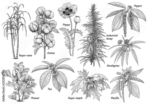 Cultivated plants collection illustration, drawing, engraving, ink, line art, vector 