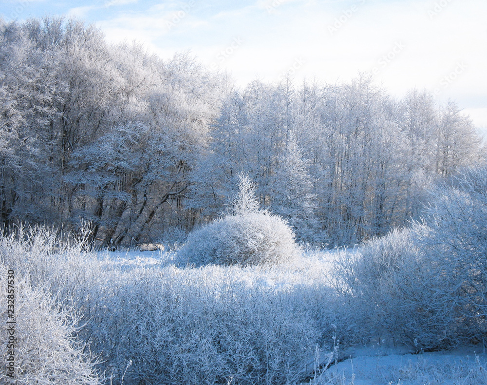 winter snow forest winter snow forest