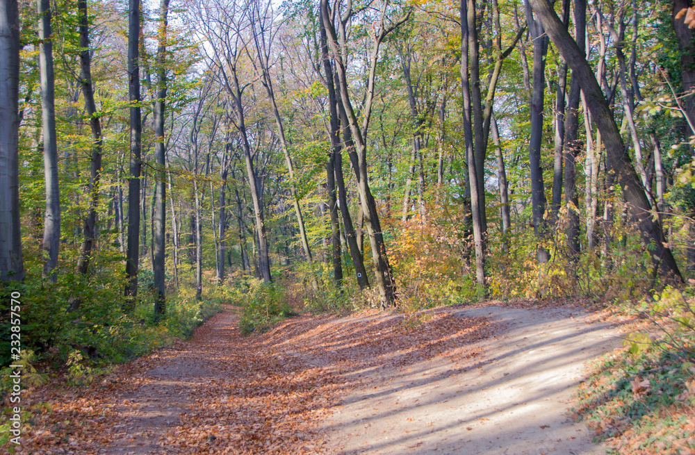 Obraz premium Nature Walk Through Forest