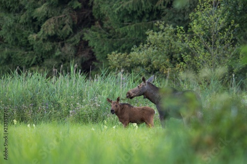 Mammal - bull moose  Alces 