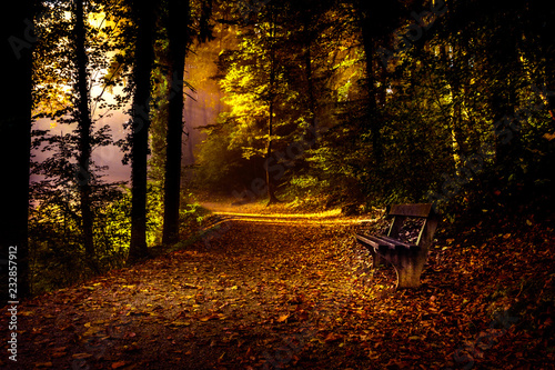 Forest autumn path woodland croatia Samobor © twingomaniak