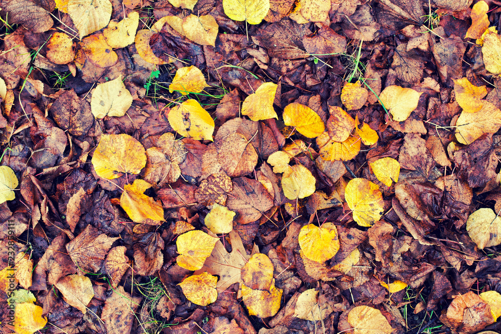 Background of blackened and yellow autumn leaves.