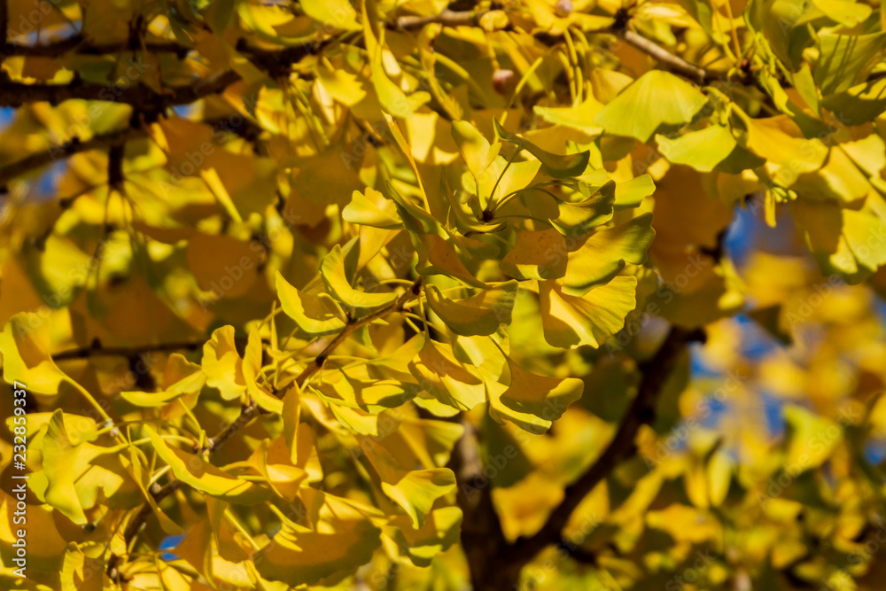 Yellow and gold leaves of Ginkgo biloba tree against the blue sky. Golden foliage like a lush yellow cloud. Elegant nature concept for design Yellow and gold leaves of Ginkgo biloba tree against the blue sky. Golden foliage like a lush yellow cloud. Elegant nature concept for design