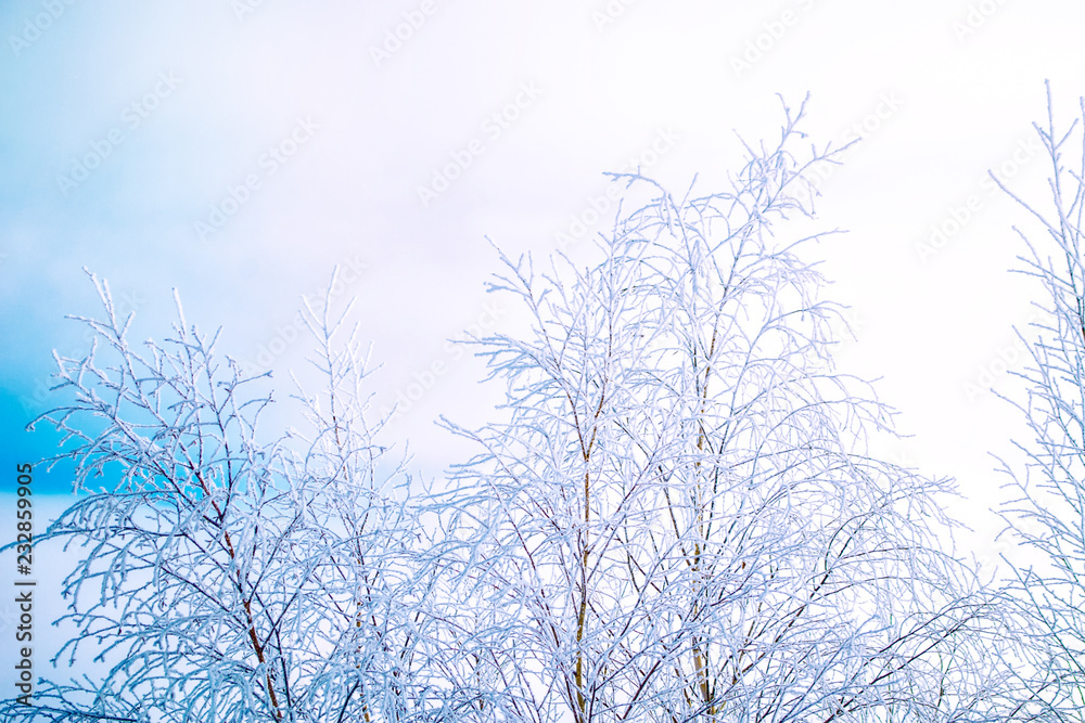 Frozen winter forest with snow covered trees. Frozen winter forest with snow covered trees.