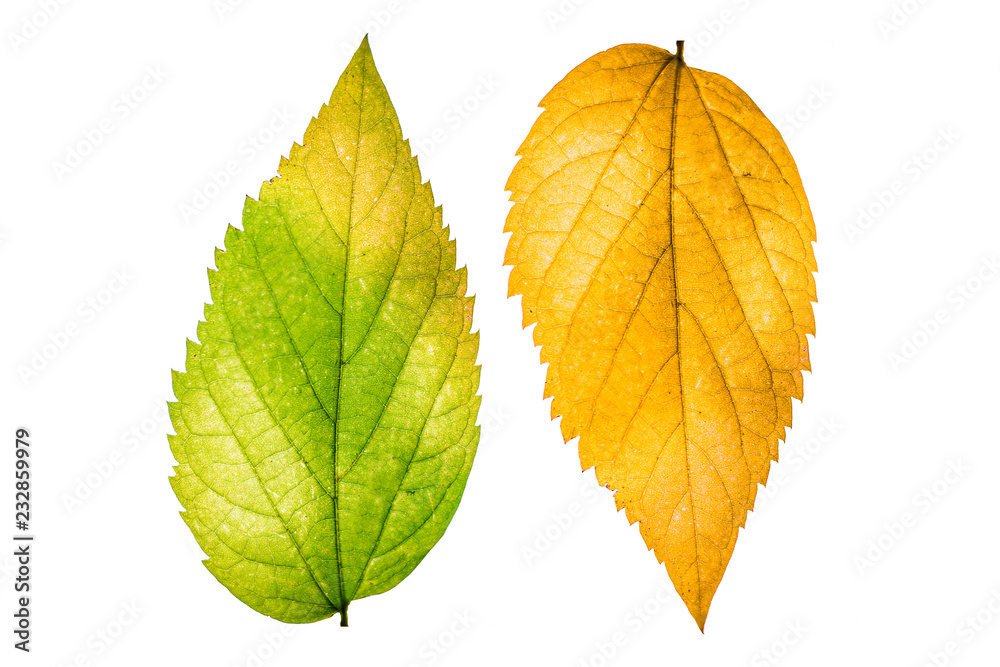 Beautiful colorful autumn leaves isolated on white background Beautiful colorful autumn leaves isolated on white background
