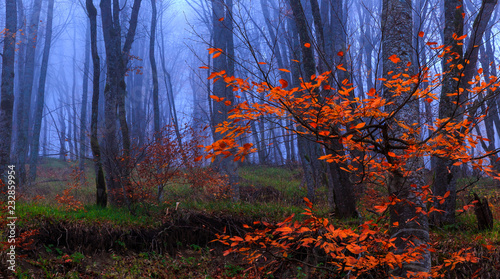 Autumn in the misty forest