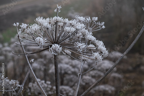 Frozen, foggy winter landscape © Annemieke