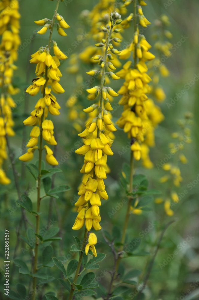 Flowering Genista tinctoria Flowering Genista tinctoria