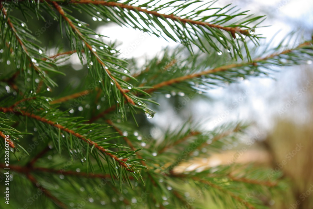 branch of a tree