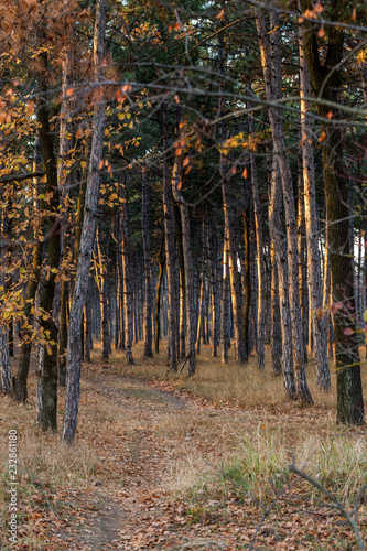 Picture for calendar pine forest. Trunks of trees in the autumn pine forest. Autumn forest landscape for postcard poster, calendar. The trunks of fir trees in the sunset light of the sun