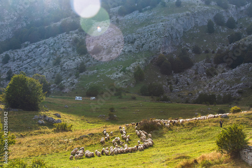 Sheep in the mountain photo