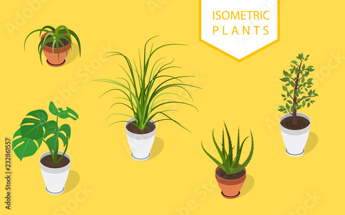 Isometric plant in modern pot small set. Fresh green herbs.