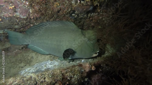 Humphead Parrotfish stand near coral reef in the night. Green Humphead Parrotfish - Bolbometopon muricatum, Bali, Oceania, Indonesia photo