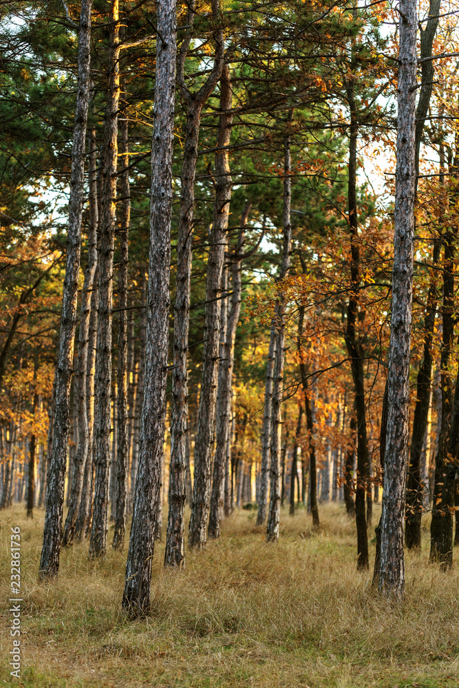 Picture for calendar pine forest. Trunks of trees in the autumn pine forest. Autumn forest landscape for postcard poster, calendar. The trunks of fir trees in the sunset light of the sun Picture for calendar pine forest. Trunks of trees in the autumn pine forest. Autumn forest landscape for postcard poster, calendar. The trunks of fir trees in the sunset light of the sun
