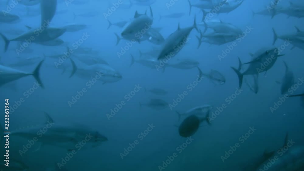 Schwarm von Blauflossen-Thunfischen in einer traditionellen Tonnara vor Sardinien
