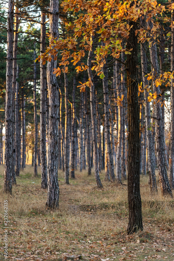 Picture for calendar pine forest. Trunks of trees in the autumn pine forest. Autumn forest landscape for postcard poster, calendar. The trunks of fir trees in the sunset light of the sun Picture for calendar pine forest. Trunks of trees in the autumn pine forest. Autumn forest landscape for postcard poster, calendar. The trunks of fir trees in the sunset light of the sun