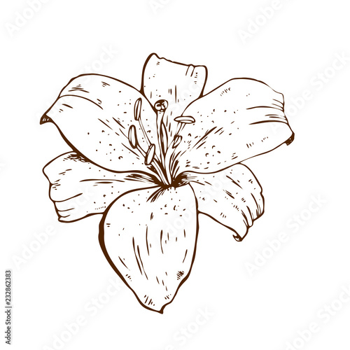 Beautiful contour lily flower. Illustration of big lily isolated on white background. Hand drawn vector. Nature floral collection.
