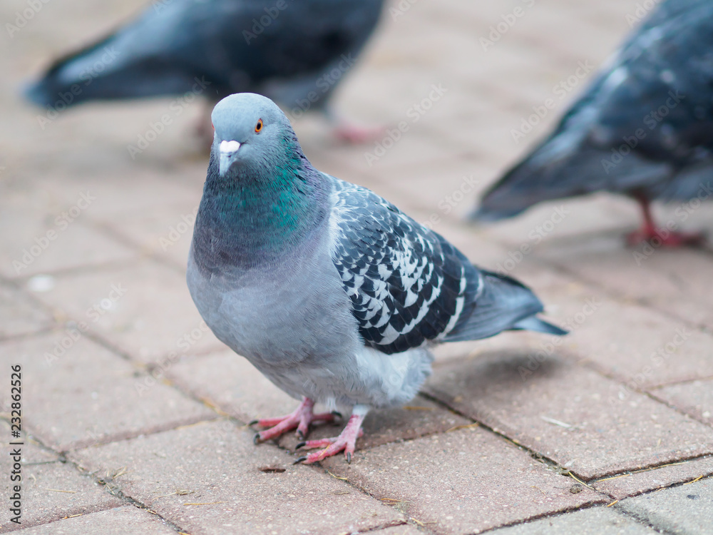 Obraz premium Closeup view of rock dove in city