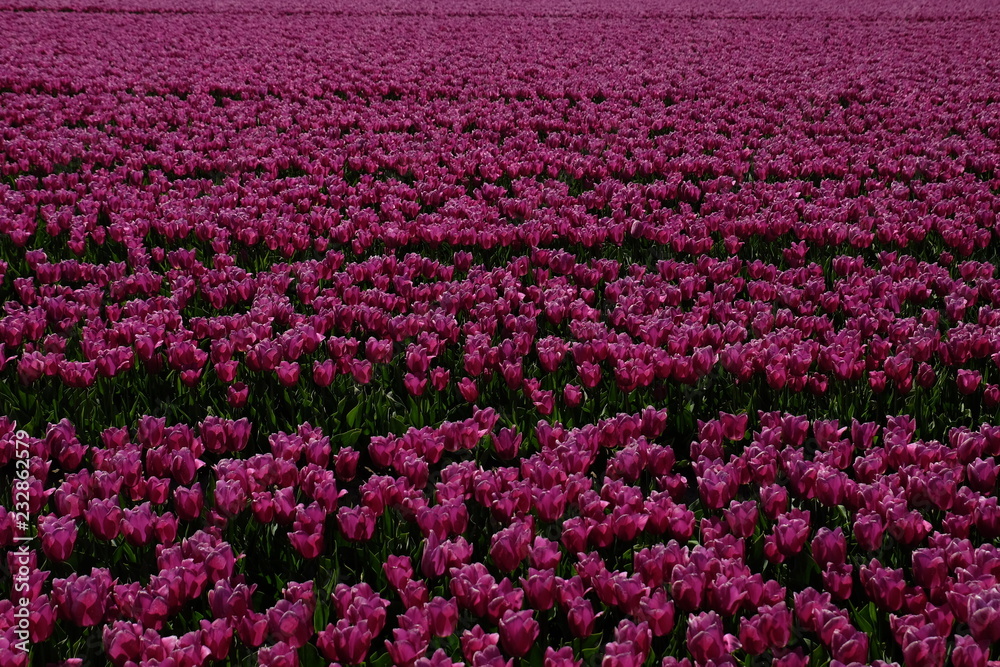 Colorful tulip fields in the Netherlands