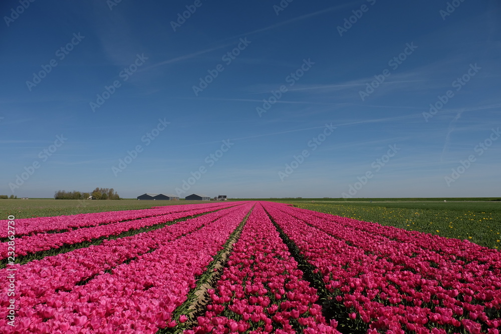 Colorful tulip fields in the Netherlands