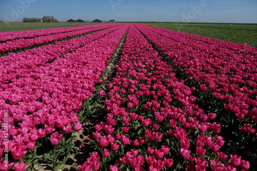 Colorful tulip fields in the Netherlands