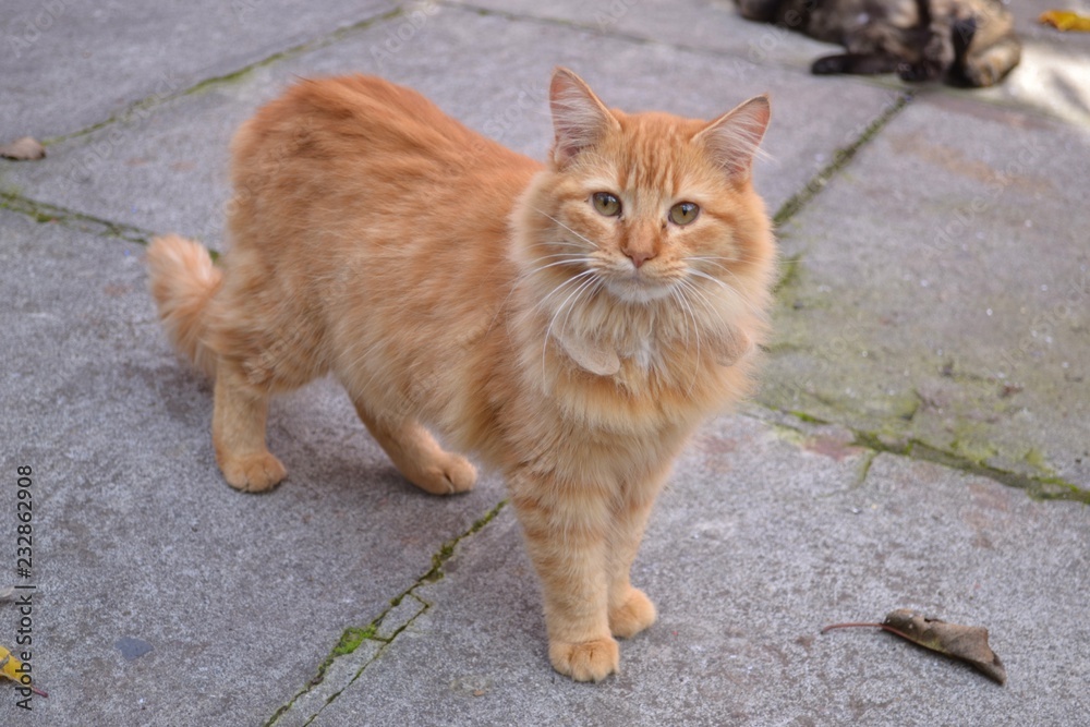Fototapeta premium gatita
