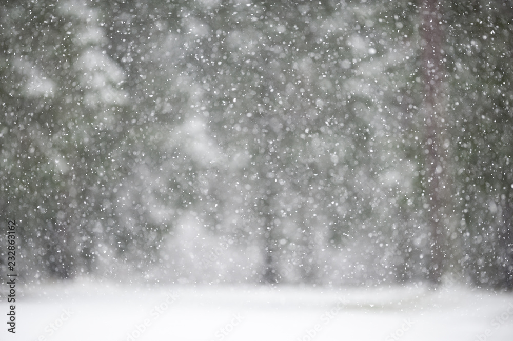 Snowfall in winter with defocused forest background Snowfall in winter with defocused forest background