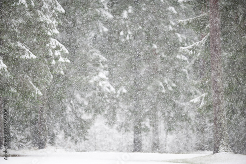 Snowfall in winter with defocused forest background