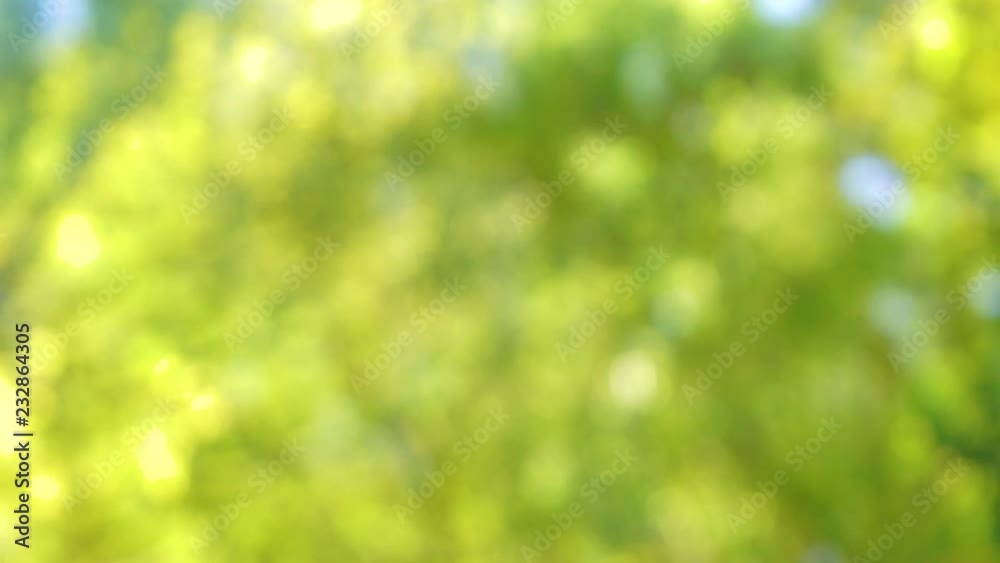 Beautiful green blur bokeh of fresh leaves growing at treetop in wood. Real time 4k video footage. Beautiful green blur bokeh of fresh leaves growing at treetop in wood. Real time 4k video footage.