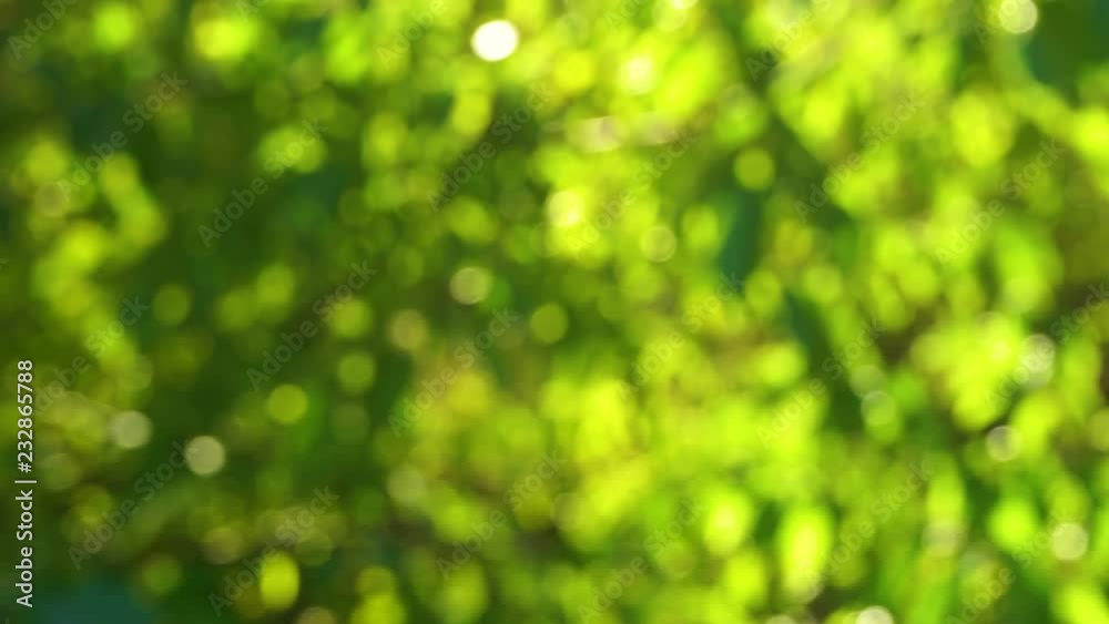 Beautiful green blur bokeh of fresh leaves growing at treetop in wood. Real time 4k video footage. Beautiful green blur bokeh of fresh leaves growing at treetop in wood. Real time 4k video footage.