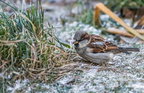 A fun gray and brown sparrow sits on a green grass with snow in the park photo