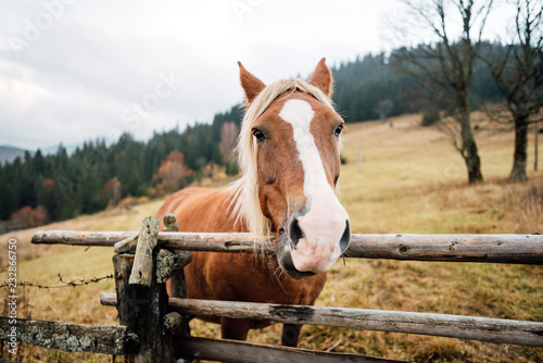 horse in a fenced in area outdoors