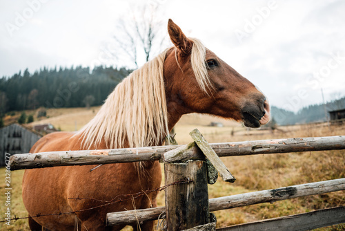 horse in a fenced in area outdoors © Pavel