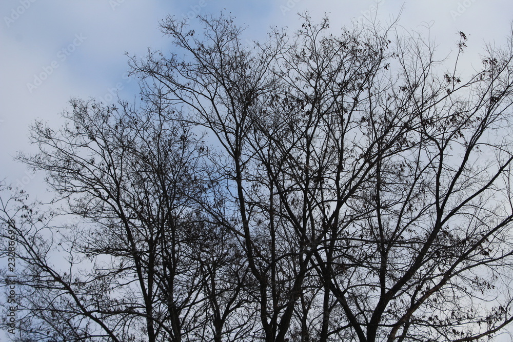 Fototapeta premium barren trees