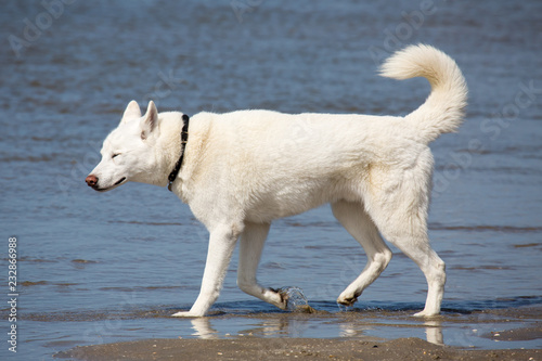 Wunderschöner Hund am Meer/Strand