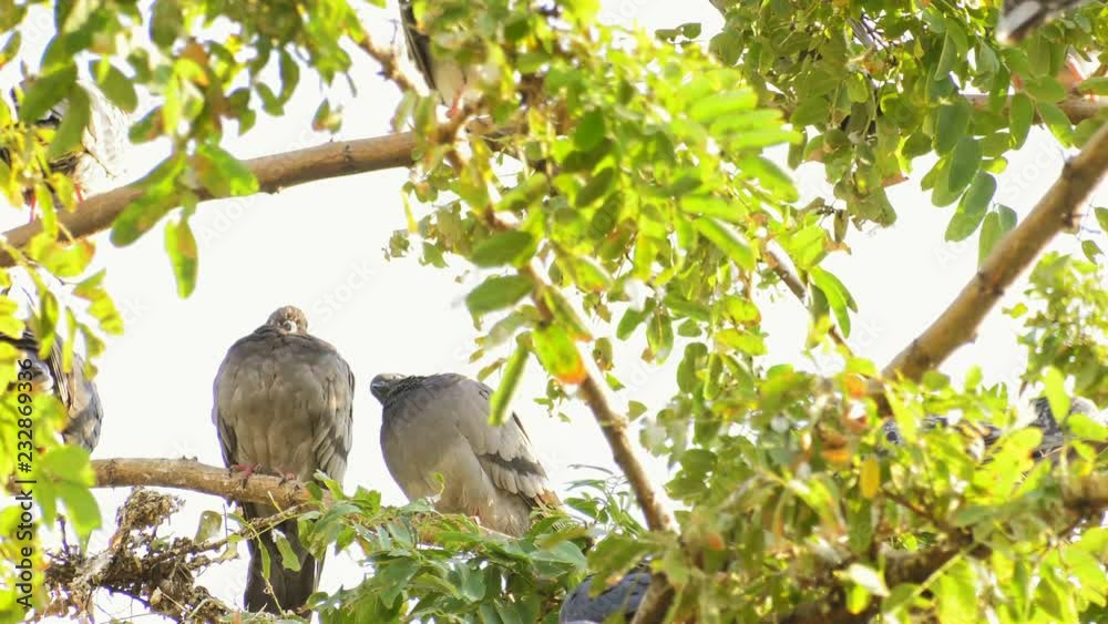 Animal Bird Pigeons on Tree in Nature