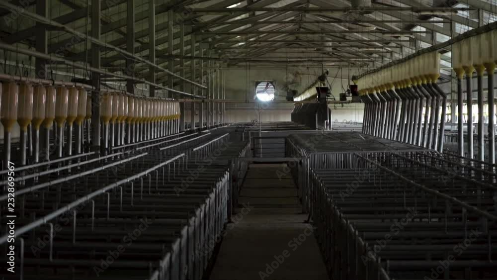 Modern industrial farm for breeding pigs, modern technology automated room insemination Modern industrial farm for breeding pigs, modern technology automated room insemination