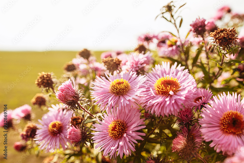 Autumn pink flowers