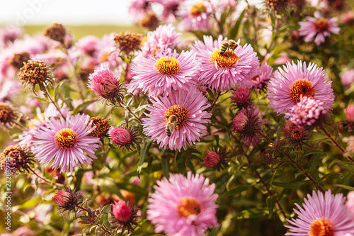 Autumn pink flowers