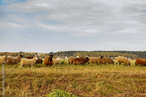 Sheep grazing on the field