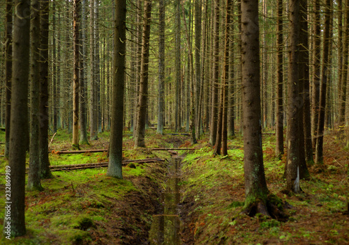 Pine forest at autumn. © konstan