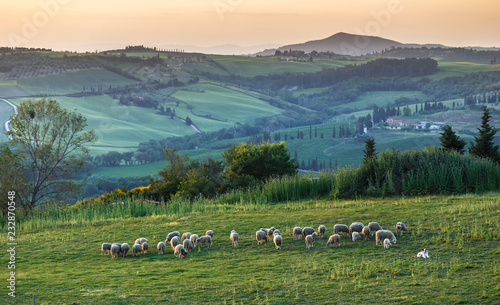 Flock of sheep on green field in Tuscany at sunset, Italy.